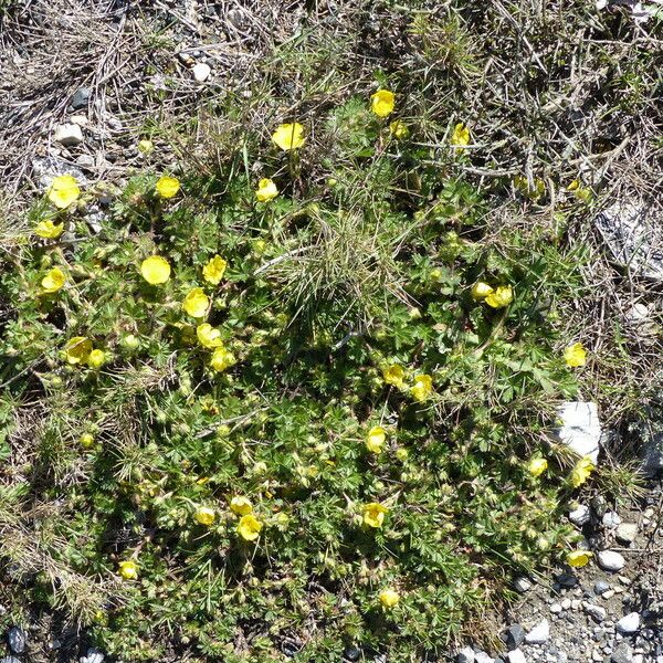 Potentilla verna Hábito