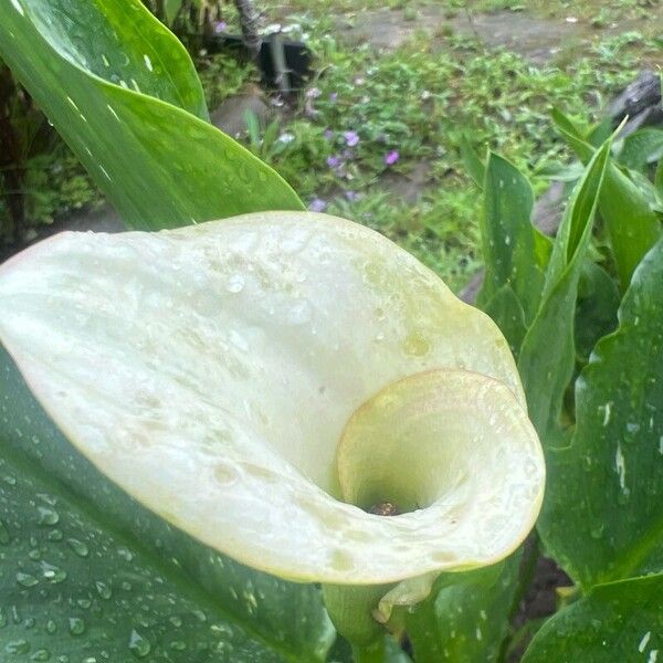 Zantedeschia albomaculata Lorea