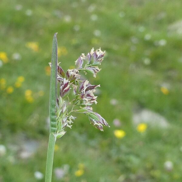 Poa alpina Blomst