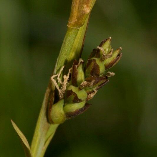 Carex vaginata Gyümölcs