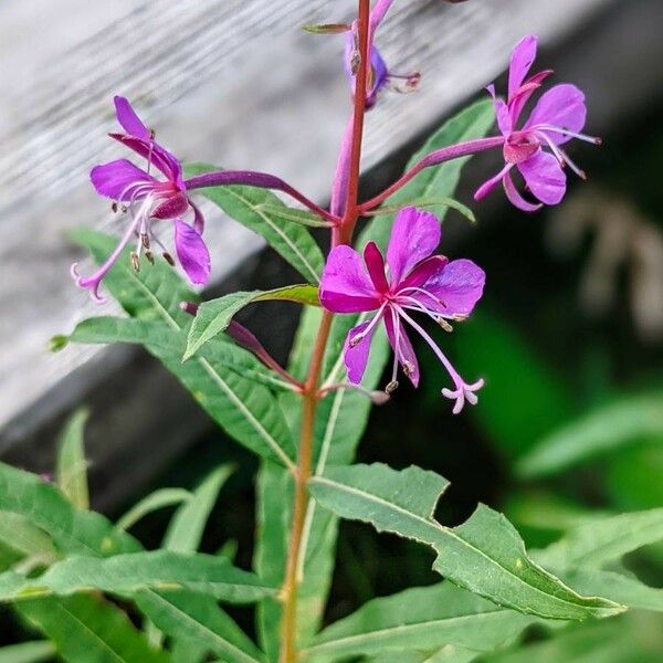 Epilobium angustifolium फूल