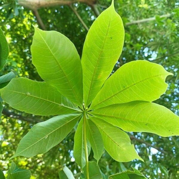 Ceiba pentandra Leaf