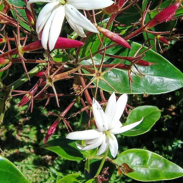 Jasminum laurifolium Fiore