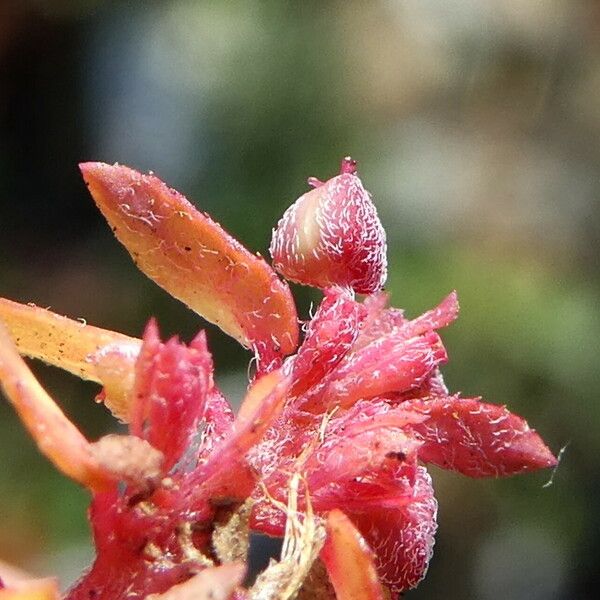 Euphorbia maculata Frucht