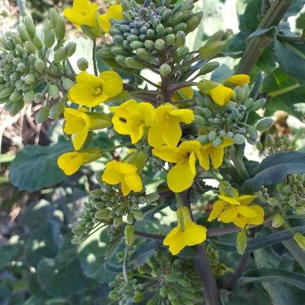 Brassica napus Квітка