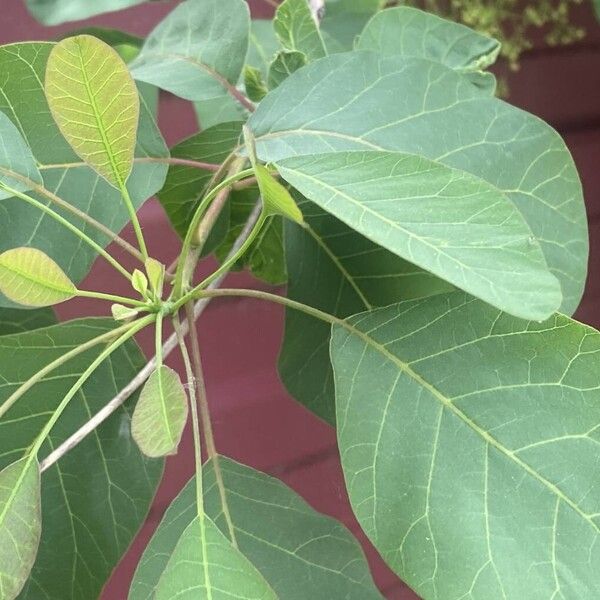 Cotinus obovatus 葉