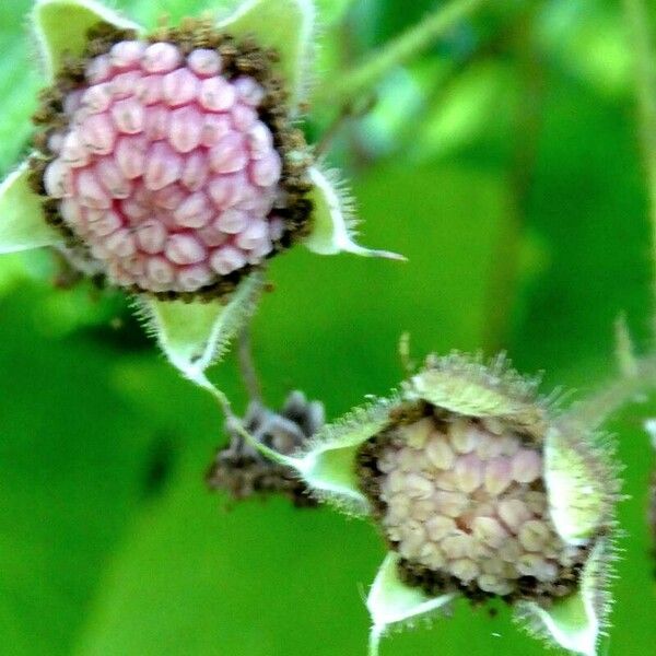 Rubus odoratus Vaisius