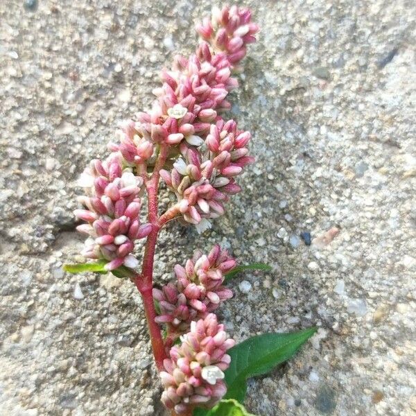 Persicaria lapathifolia Flower