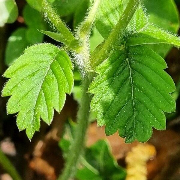 Fragaria moschata Liść