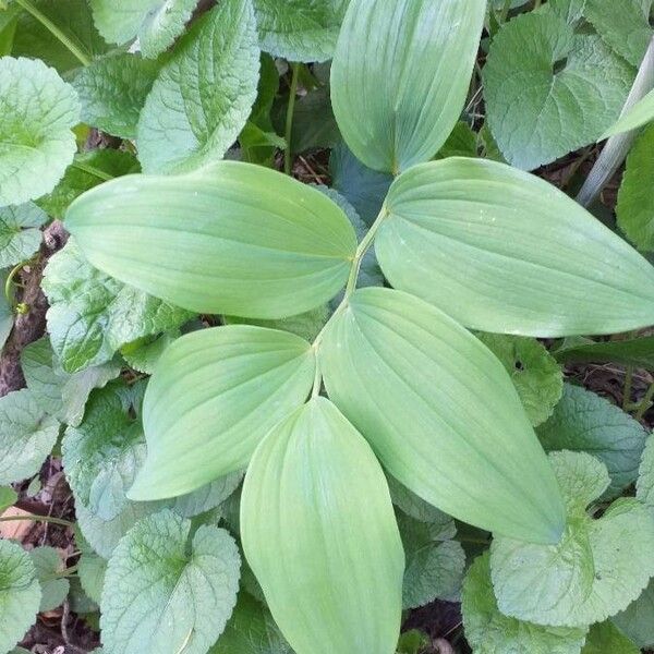 Polygonatum odoratum Φύλλο