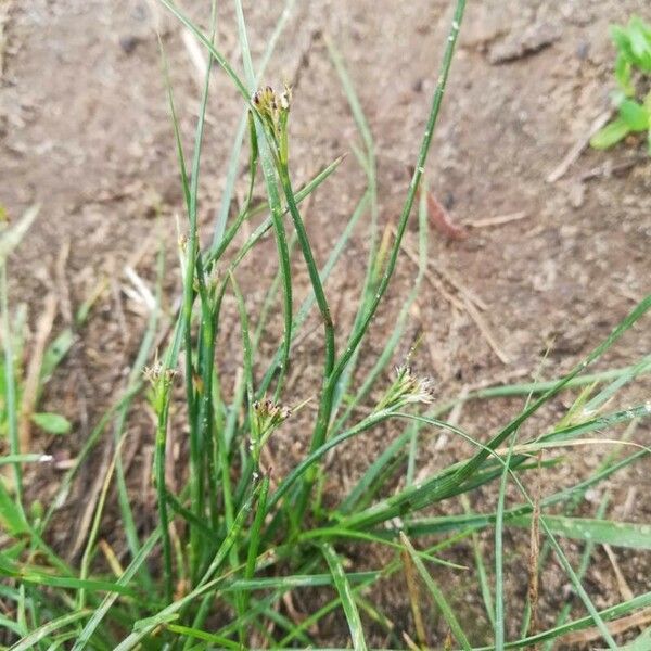 Juncus compressus Blomst