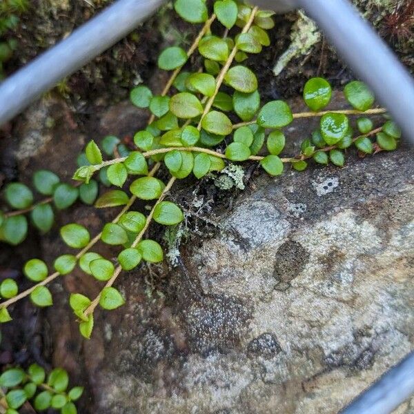 Gaultheria hispidula List