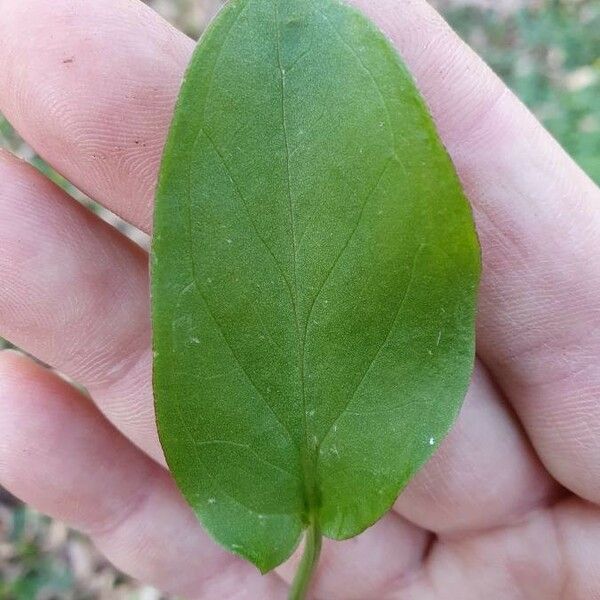 Lonicera caprifolium Leaf