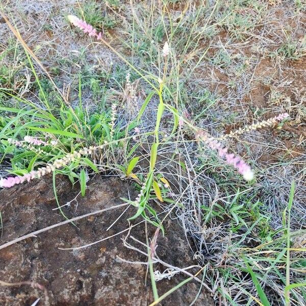 Digera muricata Blomma