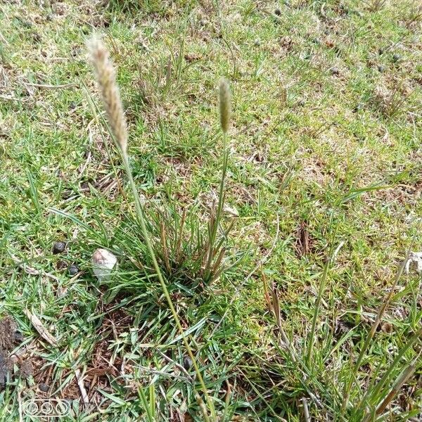 Setaria sphacelata Flor