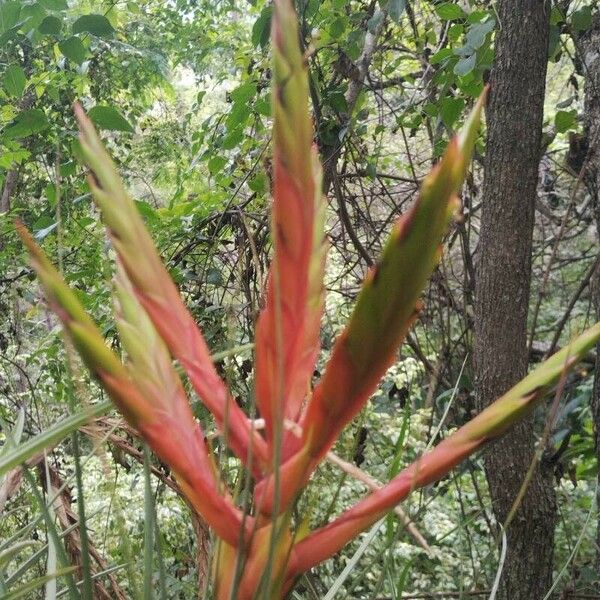 Tillandsia fasciculata Flower