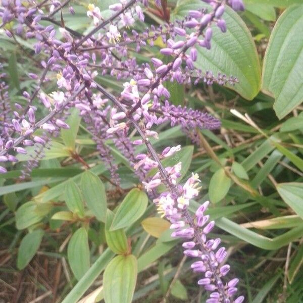 Cordyline stricta Kvet