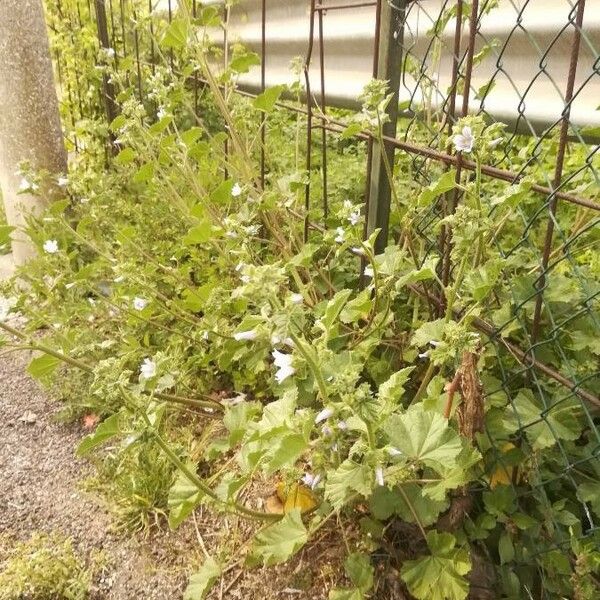 Malva sylvestris Habitat