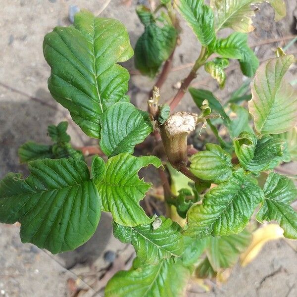 Amaranthus viridis 叶