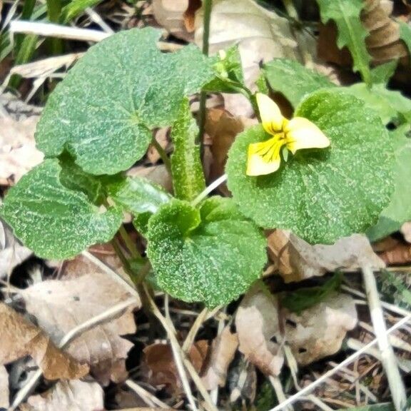 Viola biflora List