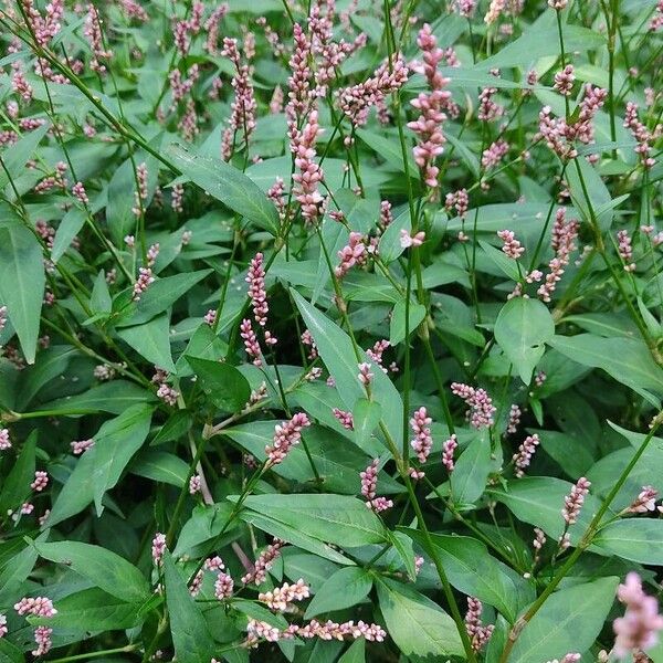 Polygonum persicaria عادت داشتن