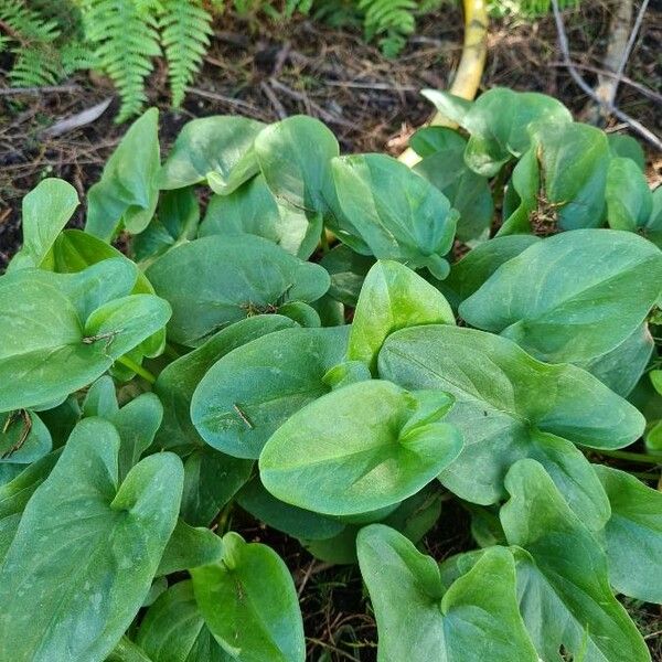 Arisarum vulgare Frunză