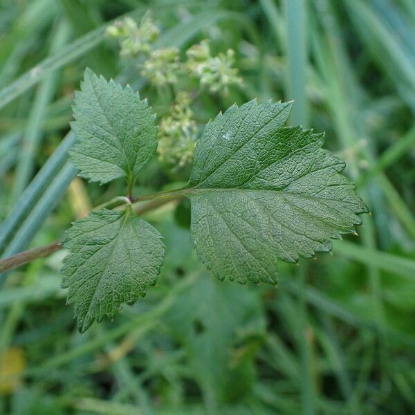 Angelica sylvestris Blad