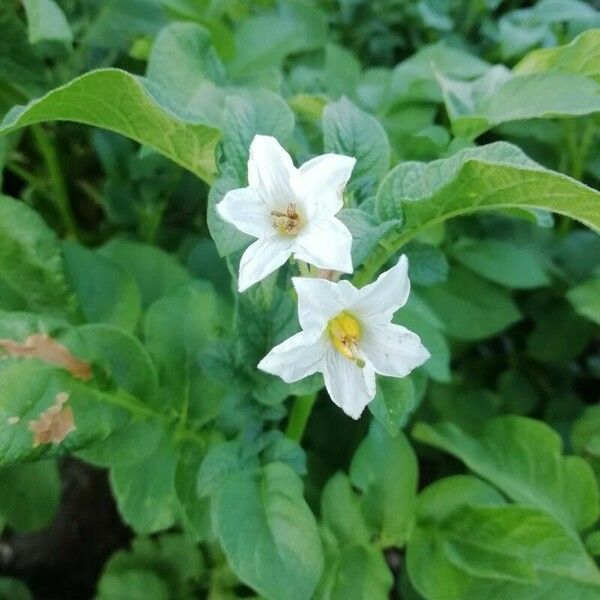Solanum tuberosum Квітка