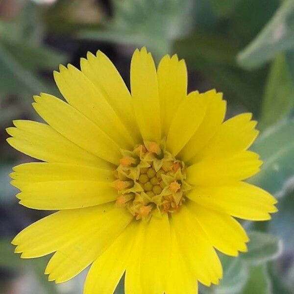 Calendula arvensis Flower