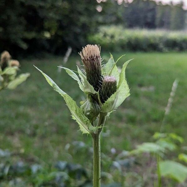 Cirsium oleraceum फूल