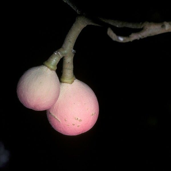 Aglaia lawii Fruit