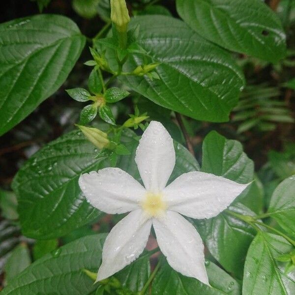 Heinsia crinita Flower