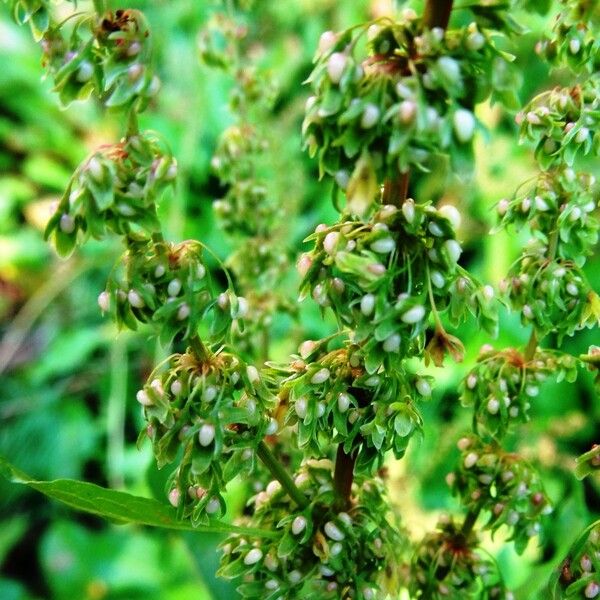 Rumex confertus Hedelmä