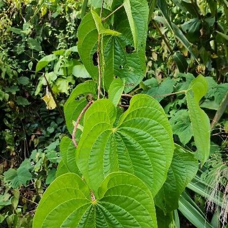 Dioscorea bulbifera Celota