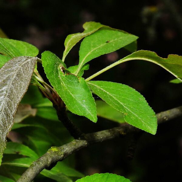 Malus × floribunda Hoja