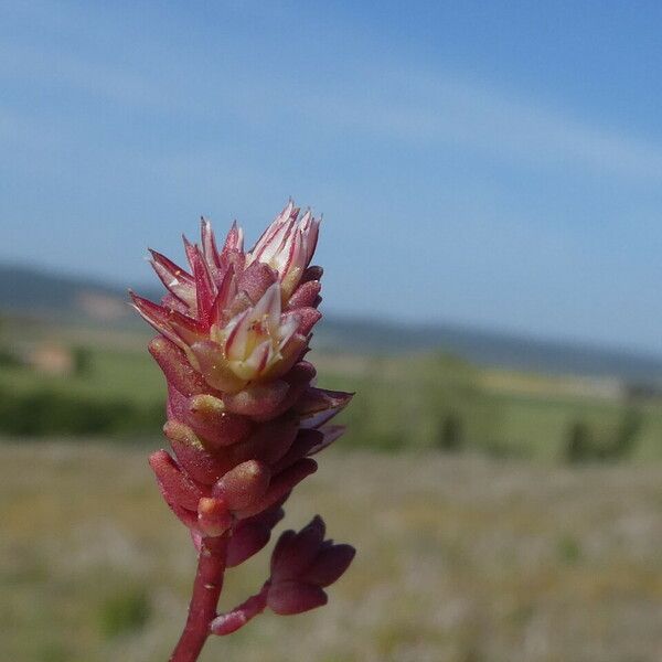 Sedum cespitosum Bark