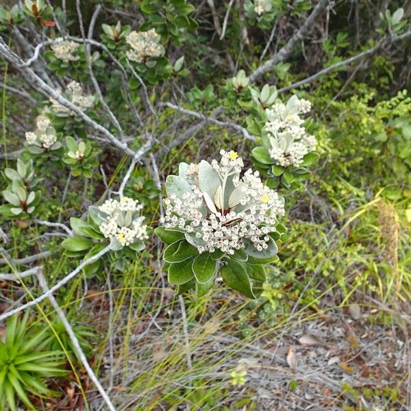 Argophyllum grunowii Habit