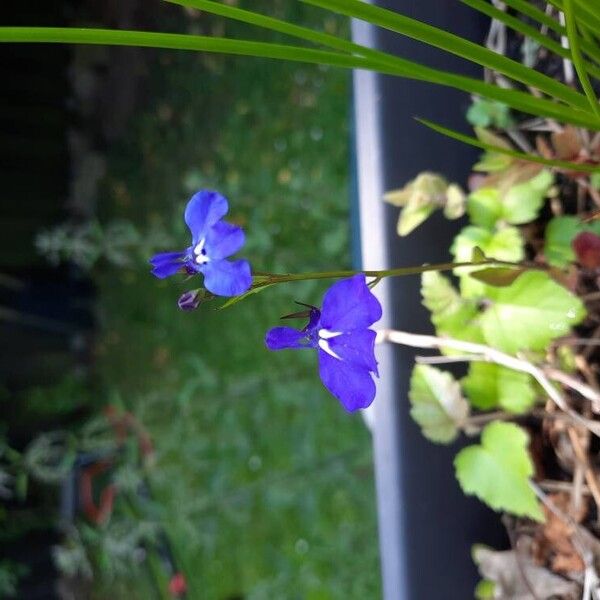 Lobelia erinus Fiore