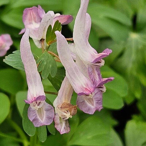 Corydalis solida 花