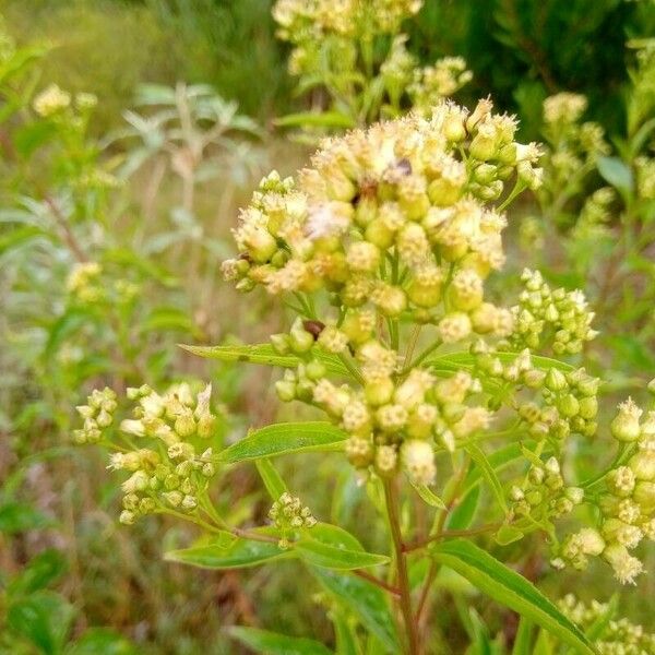 Baccharis punctulata Blüte