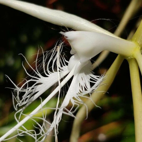Epidendrum ciliare Bloem