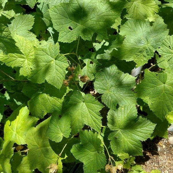 Rubus parviflorus Kvet