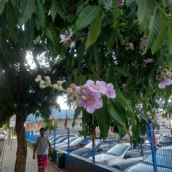 Lagerstroemia speciosa 花