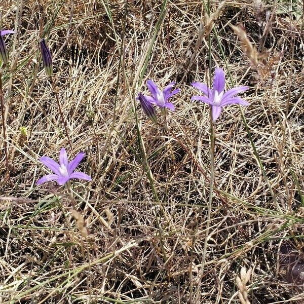 Brodiaea coronaria Flor