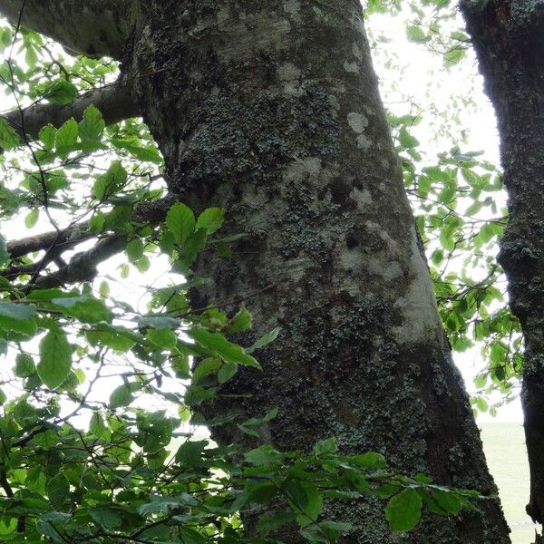 Fagus sylvatica Ŝelo