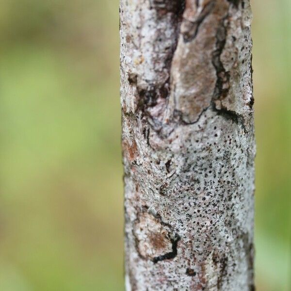 Gaertnera rotundifolia Bark
