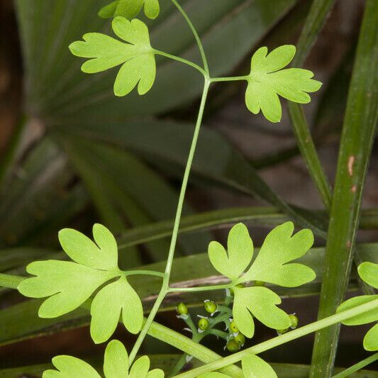 Fumaria bicolor Leaf