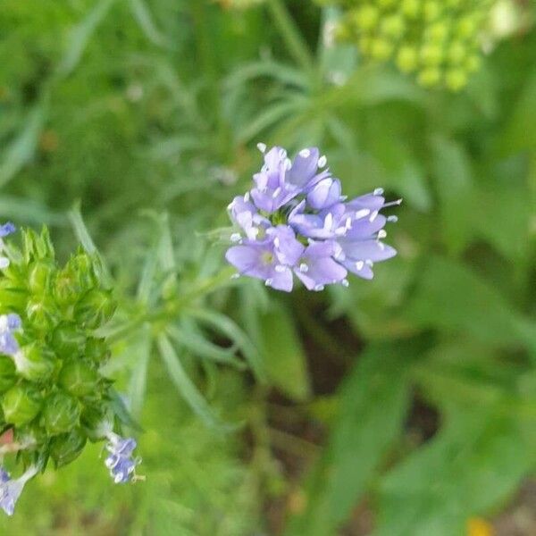 Gilia capitata Цветок