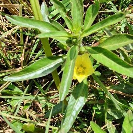 Ludwigia adscendens 叶