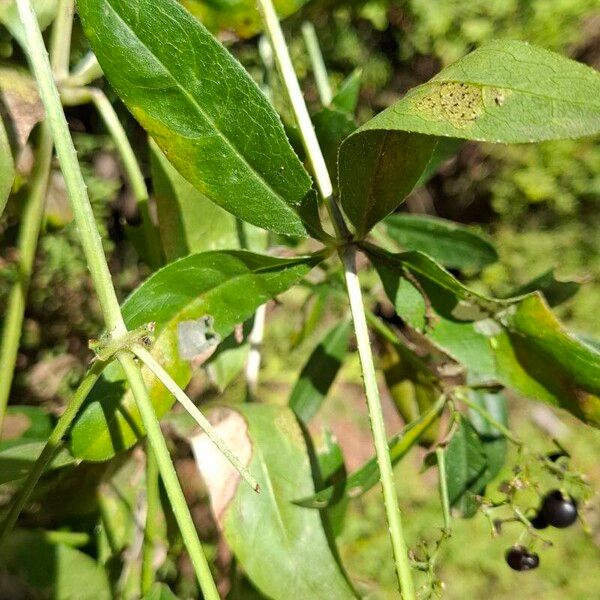 Rubia tinctorum Лист